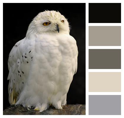 Owl Bird Snowy Owl Image